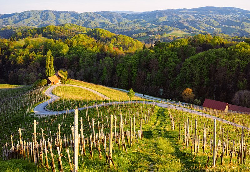 wijngaard slovenie wegen